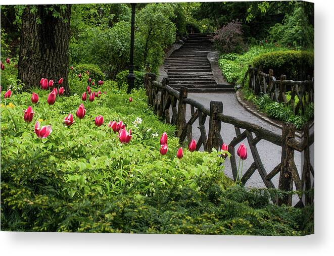 Central Park Canvas Print featuring the photograph Tulips, Stairs and Rustic Fences by Cornelis Verwaal