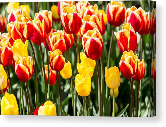 Tulips Canvas Print featuring the digital art Tulips by Birdly Canada