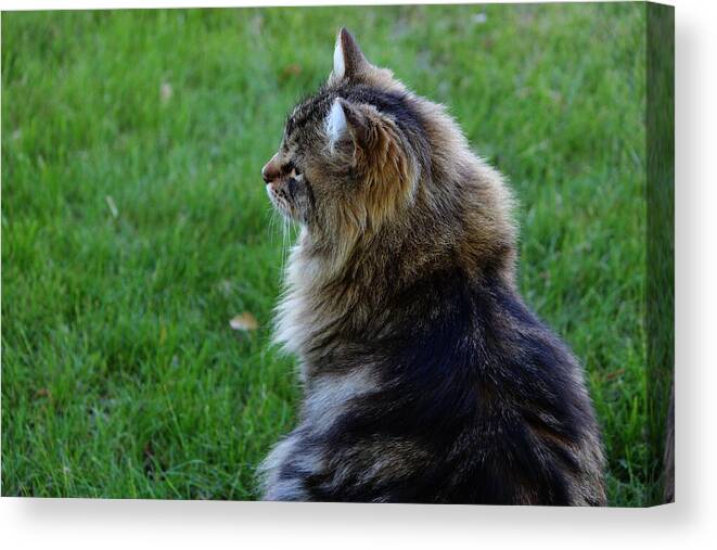 Maine Coon Canvas Print featuring the photograph Rum Tum Tiggle by Jean Evans