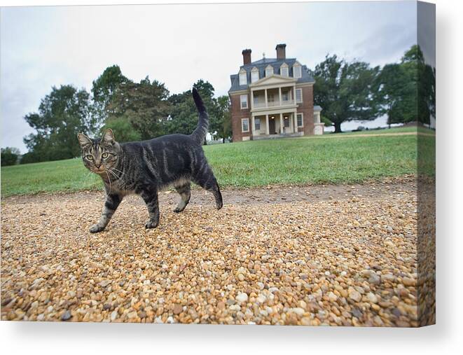 Cat Canvas Print featuring the photograph Tuna The Cat by Mark Currier