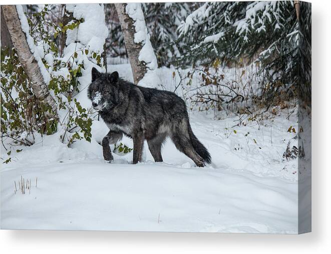 Animal Canvas Print featuring the photograph Tundra Wolf 6701 by Teresa Wilson