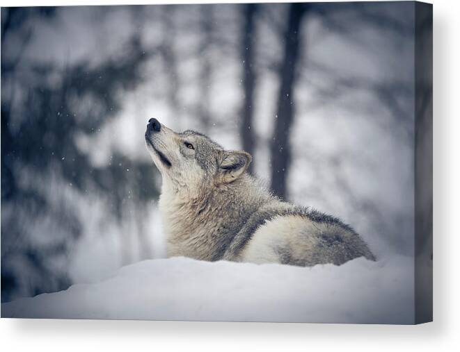 Snow Canvas Print featuring the photograph Tundra Wolf Winter by Scott Slone