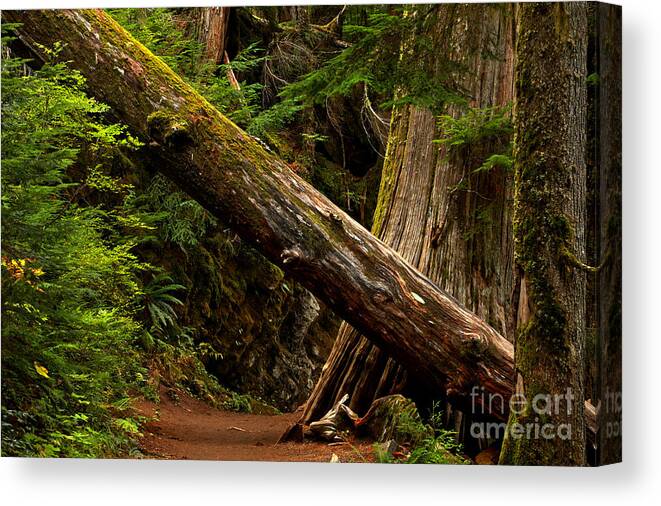 Mt Rainier Canvas Print featuring the photograph Tunnel In The Patriarchs by Adam Jewell