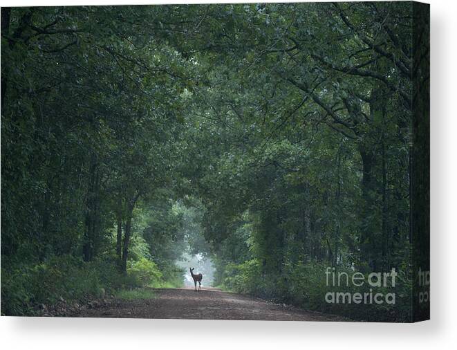 Trees Canvas Print featuring the photograph Tunnel of Trees by Reva Dow