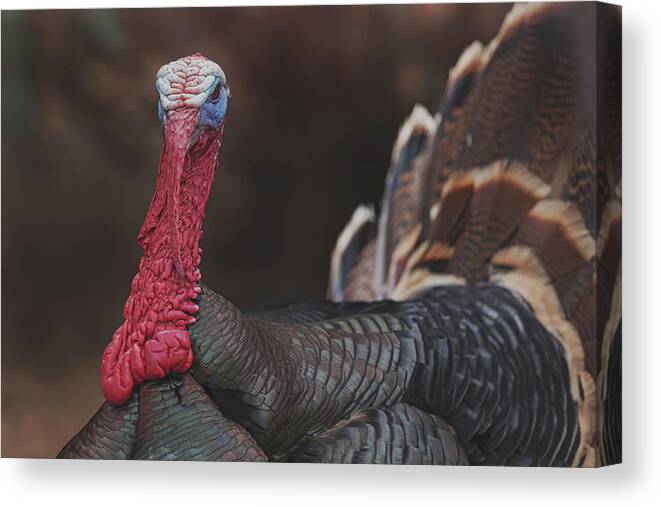 Animals Canvas Print featuring the photograph Turkey by Brian Cross