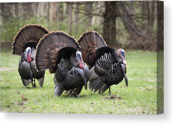 Animals Canvas Print featuring the photograph Strutting Eastern Wild Turkey by Paul Ross