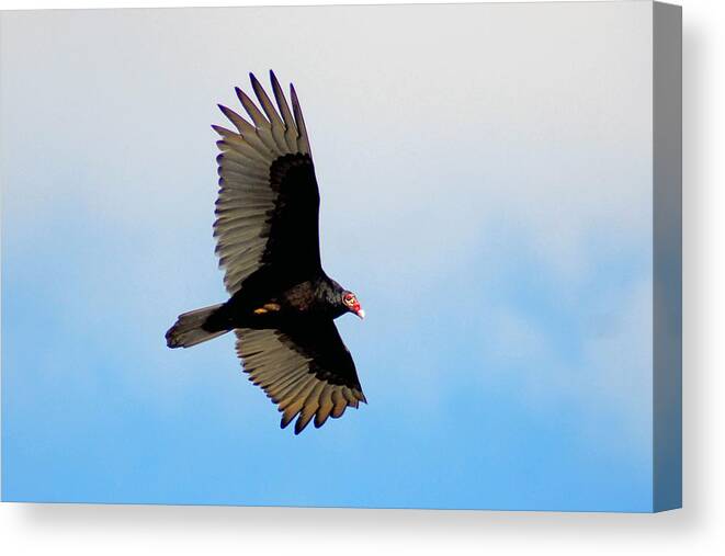 Turkey Vulture Canvas Print featuring the photograph Turkey Vulture Soaring by Alan Lenk