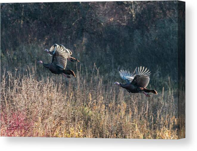 Turkey Canvas Print featuring the photograph Turkeys in Flight #1 by Patti Deters