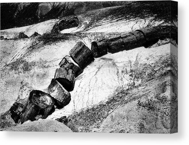 Petrified Wood Canvas Print featuring the photograph Turned to Stone by Paul W Faust - Impressions of Light