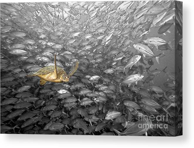 Animal Art Canvas Print featuring the photograph Turtle and Fish School by Dave Fleetham - Printscapes