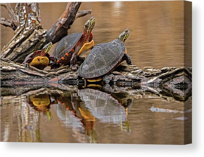 Turtle Canvas Print featuring the photograph Turtle Family Outing by Ira Marcus