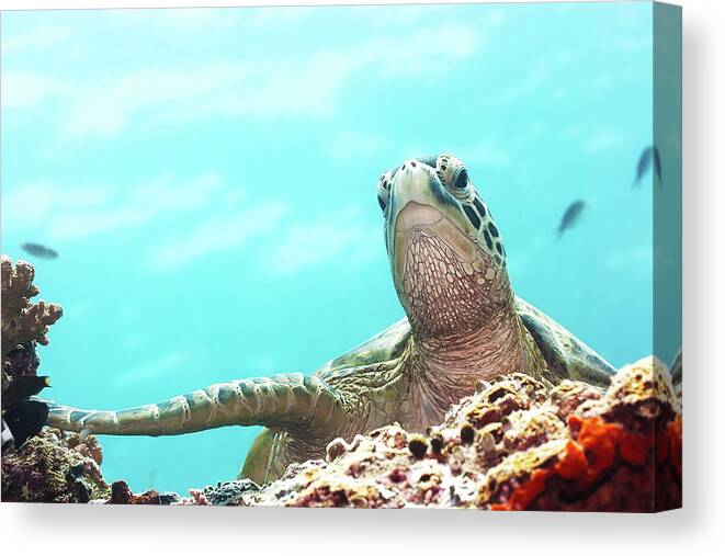 Tropical Canvas Print featuring the photograph Turtle by MotHaiBaPhoto Prints