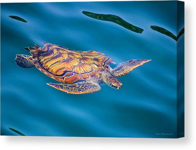 Turtle Canvas Print featuring the photograph Turtle up by Peter Kennett