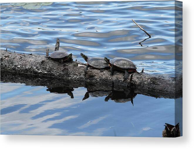 Turtles Canvas Print featuring the photograph Turtles by Jackson Pearson