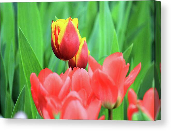 Tulips Canvas Print featuring the photograph Tuthill Park 36 by Frank Thuringer