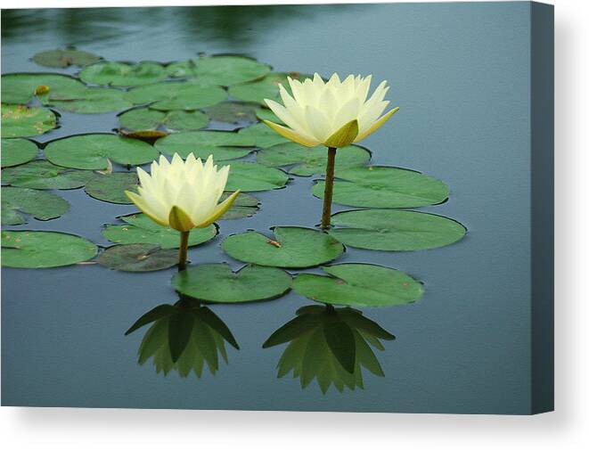 Water Lily Canvas Print featuring the photograph Twin Reflections by Suzanne Gaff