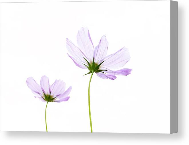 Pink Cosmos Flowers Canvas Print featuring the photograph Twins by Marina Kojukhova