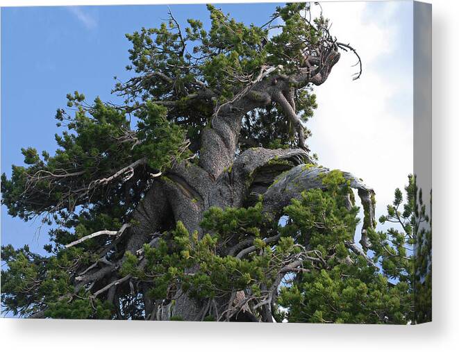 Bristlecone Pine Trees Canvas Print featuring the photograph Twisted and gnarled Bristlecone Pine tree trunk above Crater Lake - Oregon by Alexandra Till