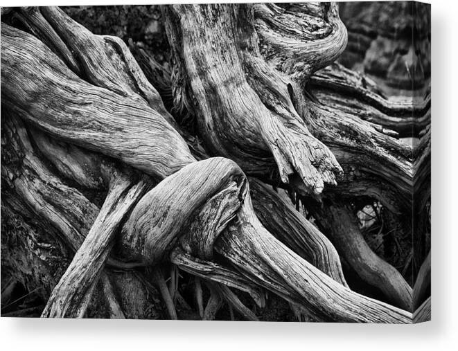 Twisted Tree Photo Canvas Print featuring the photograph Twisted Juniper Bryce Canyon Utah by Bob Coates