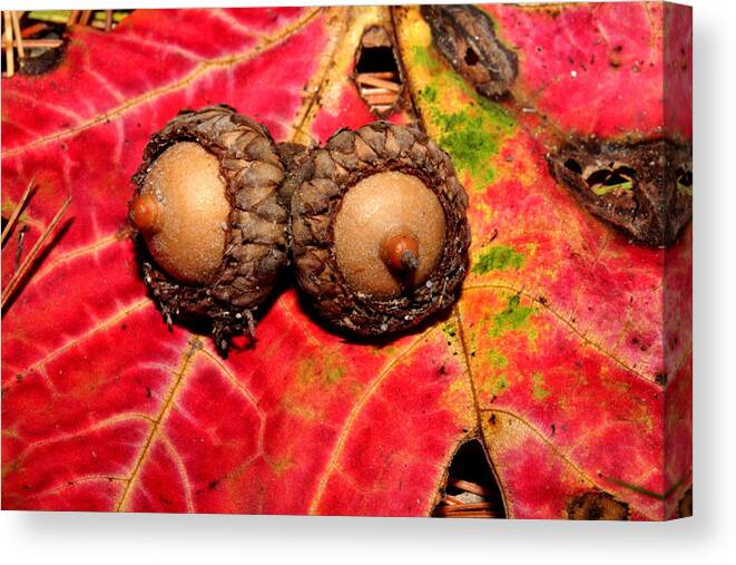 Nature Canvas Print featuring the photograph Two Acorns on Tatterd Maple Leaf 2 by Robert Morin