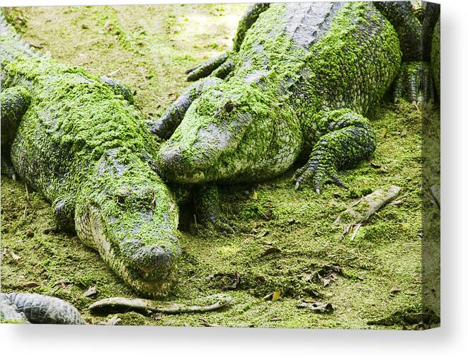 Two Canvas Print featuring the photograph Two Alligators by Garry Gay