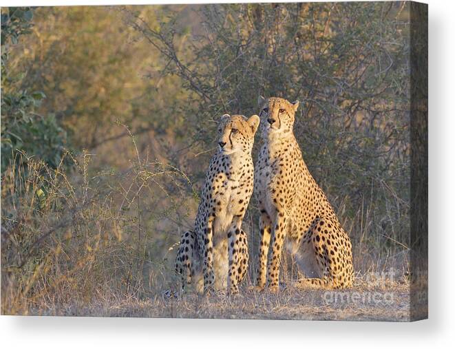 00552619 Canvas Print featuring the photograph Two Cheetahs in Early Morning by Bart Breet