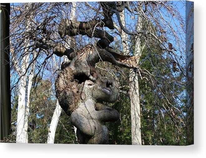 Elephant Canvas Print featuring the photograph Two Elephants in a Tree by Doug Mills