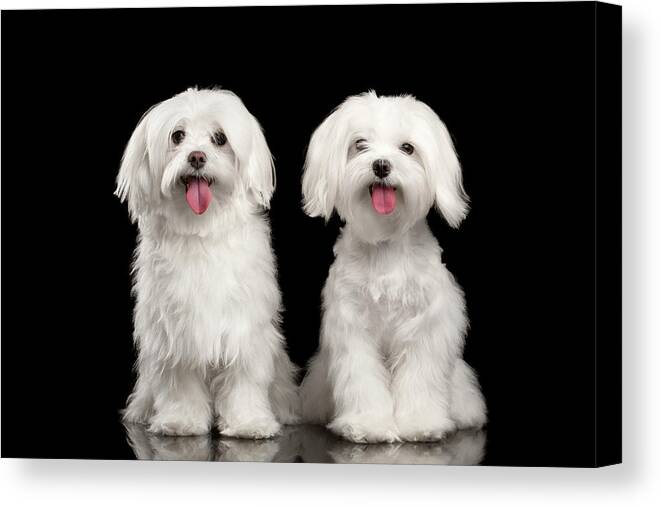 Maltese Canvas Print featuring the photograph Two Happy White Maltese Dogs Sitting, Looking in Camera isolated by Sergey Taran