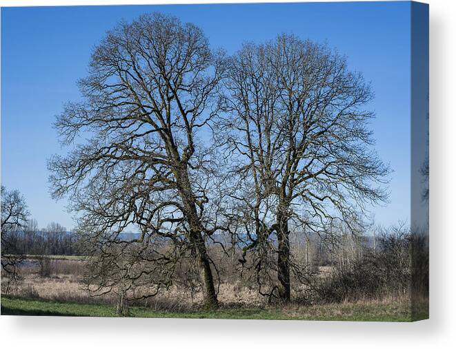 Landscape Canvas Print featuring the photograph Two Oaks by Robert Potts