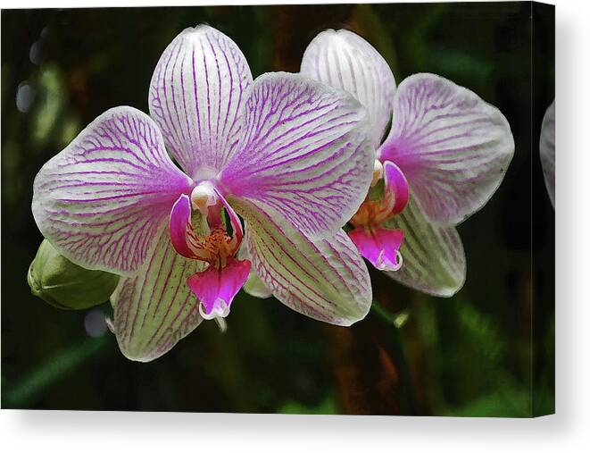 Orchid Flowers Canvas Print featuring the photograph Two Orchids by Bette Phelan