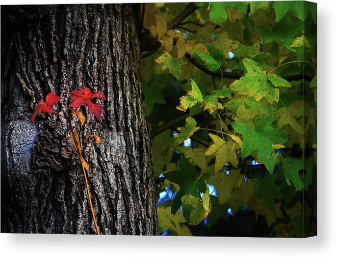 Nature Canvas Print featuring the photograph Two Red Leaves by Toni Hopper