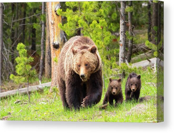 Grizzly Bears Canvas Print featuring the photograph Two Remain by Aaron Whittemore