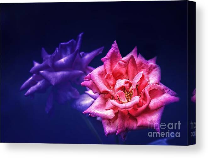 Roses Canvas Print featuring the photograph Two Roses by Charuhas Images
