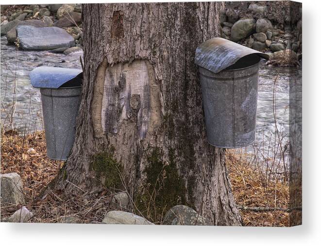 Maple Trees Canvas Print featuring the photograph Two Syrup Buckets by Tom Singleton