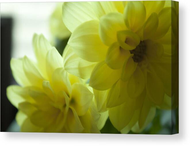 Petal Canvas Print featuring the photograph Two Yellow Flower by Martin Valeriano