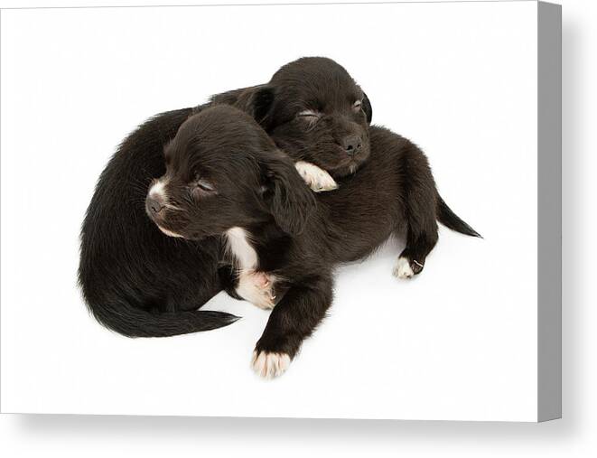 Adorable Canvas Print featuring the photograph Two Young Puppies Snuggling Napping by Good Focused