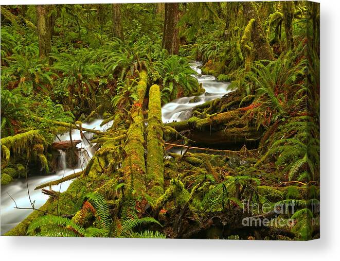 Tranquility Canvas Print featuring the photograph Under The Logs And Through The Woods by Adam Jewell