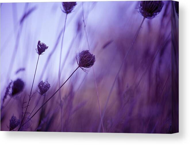 Color Photographic Print Canvas Print featuring the photograph Ultra Violet Botanical by Bonnie Bruno