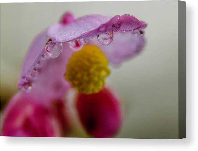 Plant Canvas Print featuring the photograph Umbrella Blossom by Wolfgang Stocker