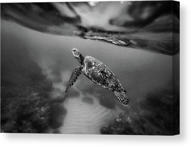 Sea Turtle Canvas Print featuring the photograph Under the Wave by Sebastian Musial