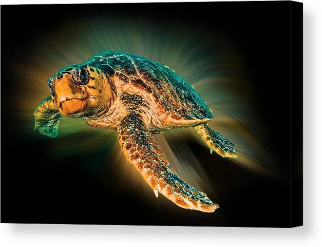 Turtle Canvas Print featuring the photograph Undersea Turtle by Debra and Dave Vanderlaan
