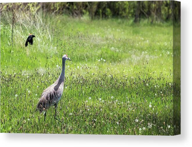 Sandhill Crane Canvas Print featuring the photograph Unfazed by Belinda Greb