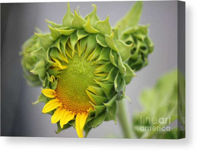 Sunflower Canvas Print featuring the photograph Unfolding Sunflower by Sheri Simmons