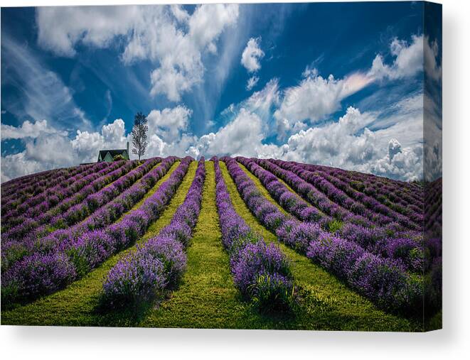 Lavendel Canvas Print featuring the photograph Unforgettable Summer by Zoran Dujic Lighthunter
