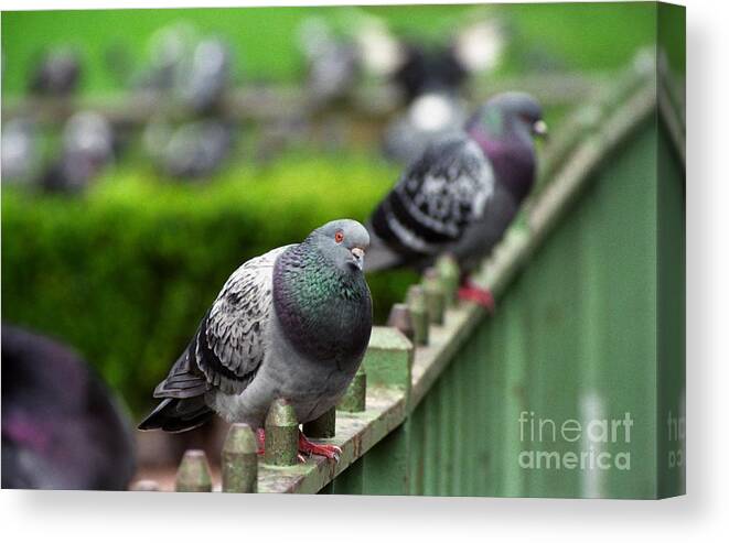 Pigeon Canvas Print featuring the photograph Union Square Pigeons by James B Toy