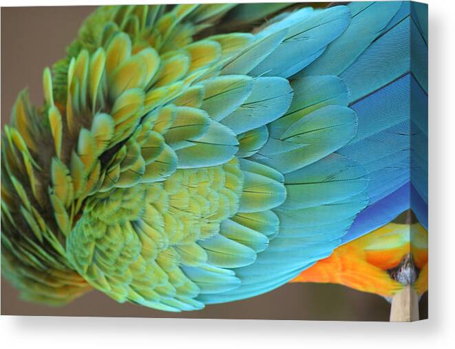 Back Canvas Print featuring the photograph Unique Macaw by Anita Parker