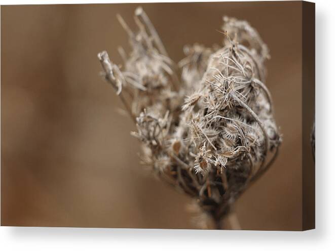 Wild Flower Canvas Print featuring the photograph Queen Anne's lace by David Bigelow