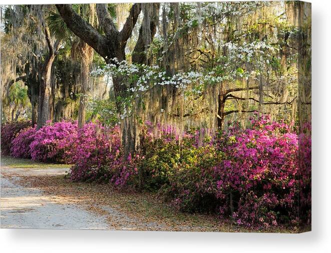 Spring Canvas Print featuring the photograph Unpaved road in Spring by Bradford Martin
