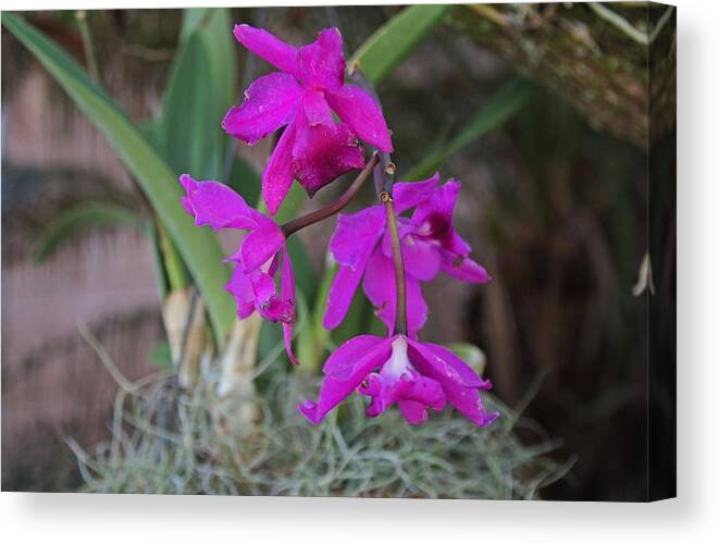 Orchid Canvas Print featuring the photograph Unraveling the Pieces by Michiale Schneider