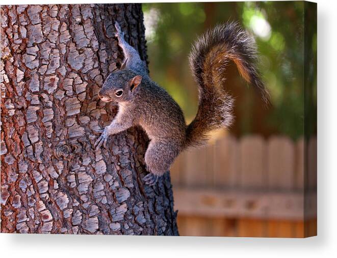 Photography Canvas Print featuring the digital art Up a Tree by Terry Davis